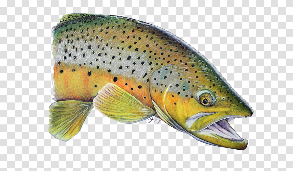 Trout Clip Art, Fish, Animal Transparent Png