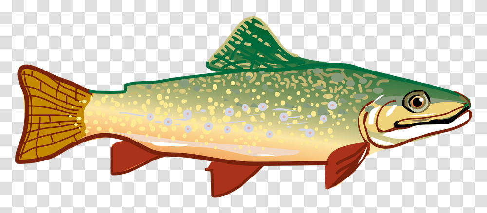 Trout Clipart, Fish, Animal, Cod Transparent Png