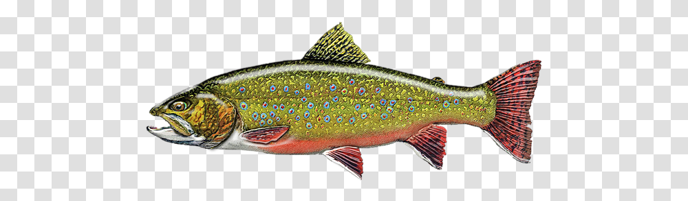 Trout, Fish, Animal, Coho Transparent Png