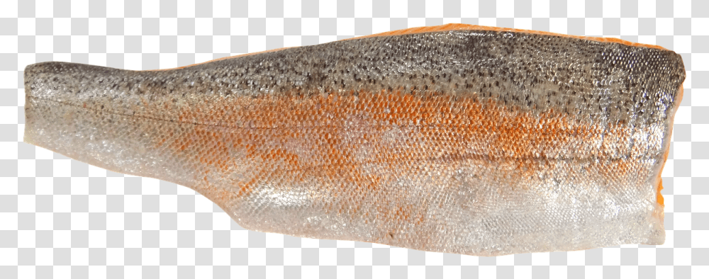 Trout, Fish, Animal, Rug, Perch Transparent Png