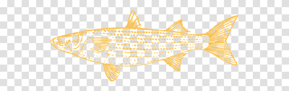 Trout, Fish, Animal, Sea Life, Water Transparent Png