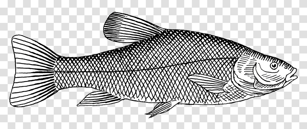 Trout Fish Black White, Perch, Animal Transparent Png