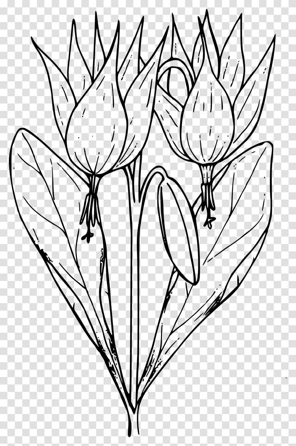 Trout Lily Clip Arts, Gray, World Of Warcraft Transparent Png