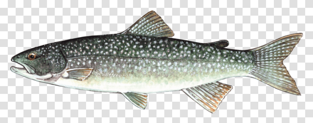 Trout Species Lake Erie, Fish, Animal, Sea Life, Cod Transparent Png