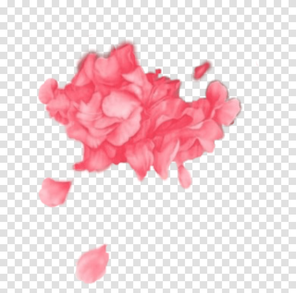 Troyesivan Troyesivanwild Troyesivanflowers Pink Troye Sivan Flower, Plant, Blossom, Carnation, Petal Transparent Png