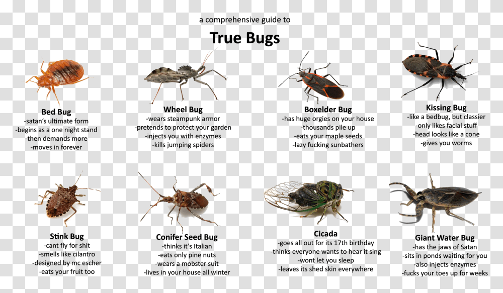 True Bug Hd Photo Weevil, Animal, Turtle, Sea Life, Invertebrate Transparent Png