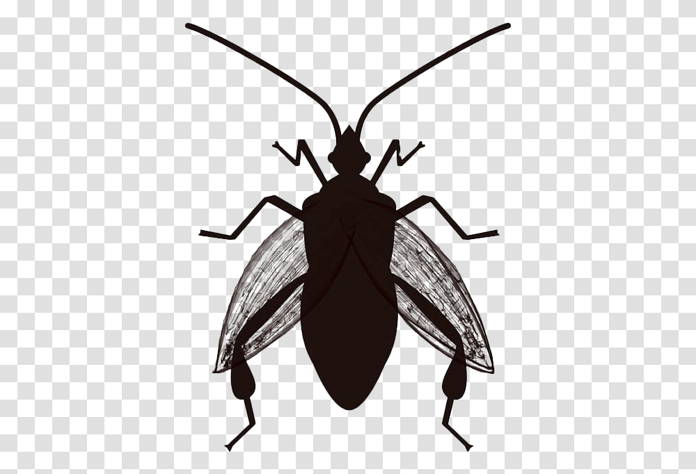 True Bug Insect Clipart Vector Image Of A Bug Svg, Invertebrate, Animal, Cockroach, Bow Transparent Png