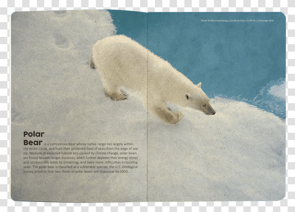 Truegrasses Paper NotebookData Zoom Cdn Polar Bear Transparent Png