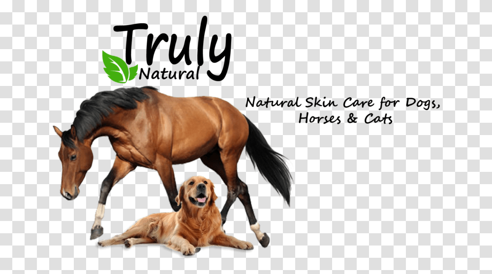 Truly Natural Ointment Stallion, Dog, Pet, Canine, Animal Transparent Png