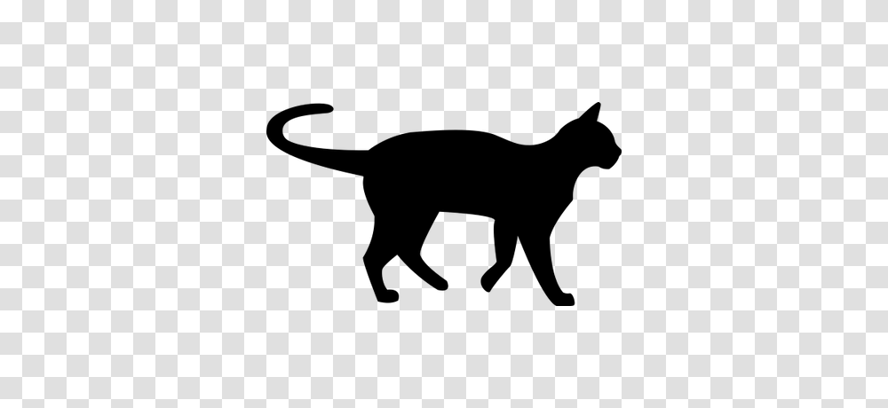 Trump Cat, Pet, Mammal, Animal, Black Cat Transparent Png