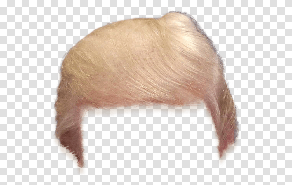 Trump Hair Clipart Trump Hair, Animal, Pig, Mammal, Pork Transparent Png