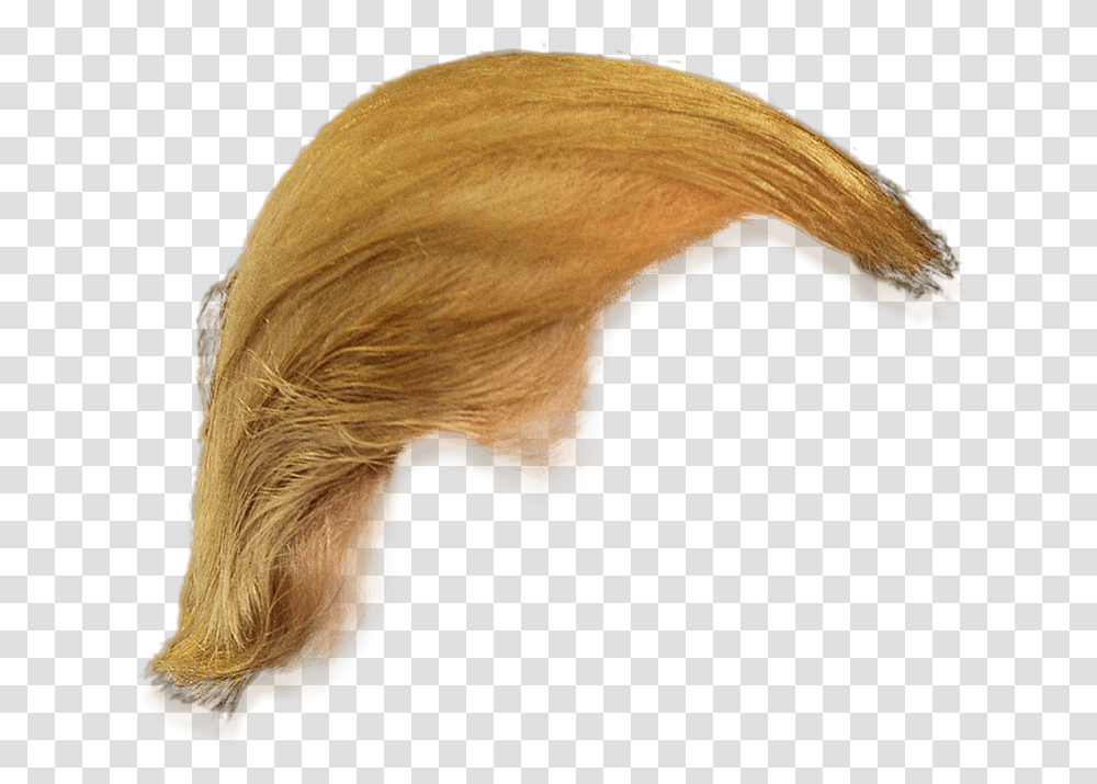 Trump Hair Hd Pictures Vhvrs Donald Trump Hair Only, Plant, Wood, Sweets, Food Transparent Png