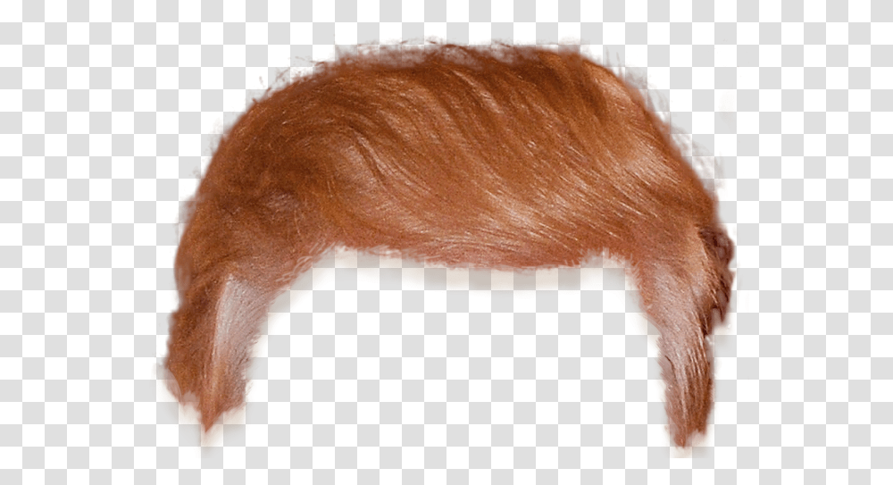 Trump Hair, Pig, Mammal, Animal, Wildlife Transparent Png