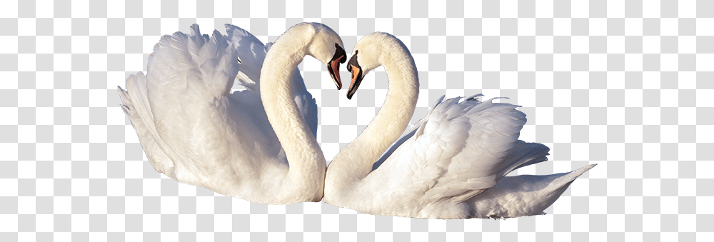 Trumpeter Swan Love Birds File, Animal, Beak Transparent Png