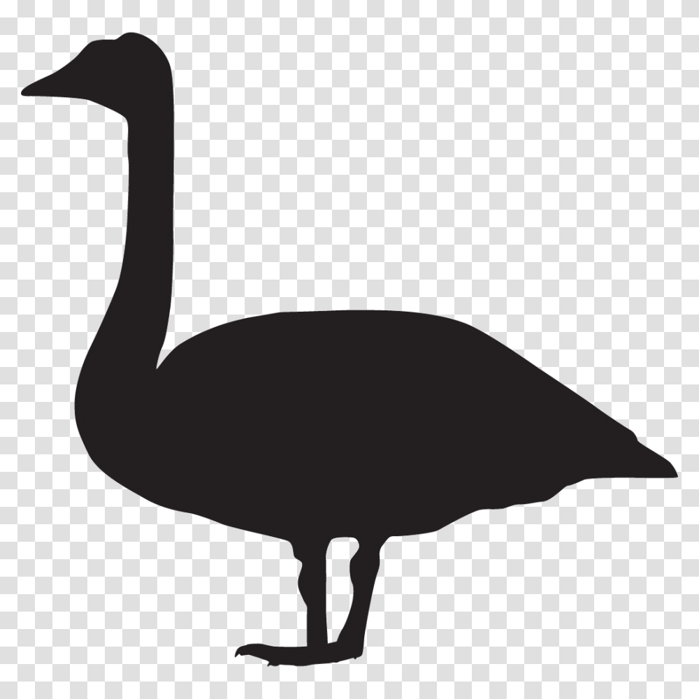 Trumpeter Swan Overview All About Birds Cornell Lab Of Ornithology, Silhouette, Animal, Waterfowl, Hammer Transparent Png