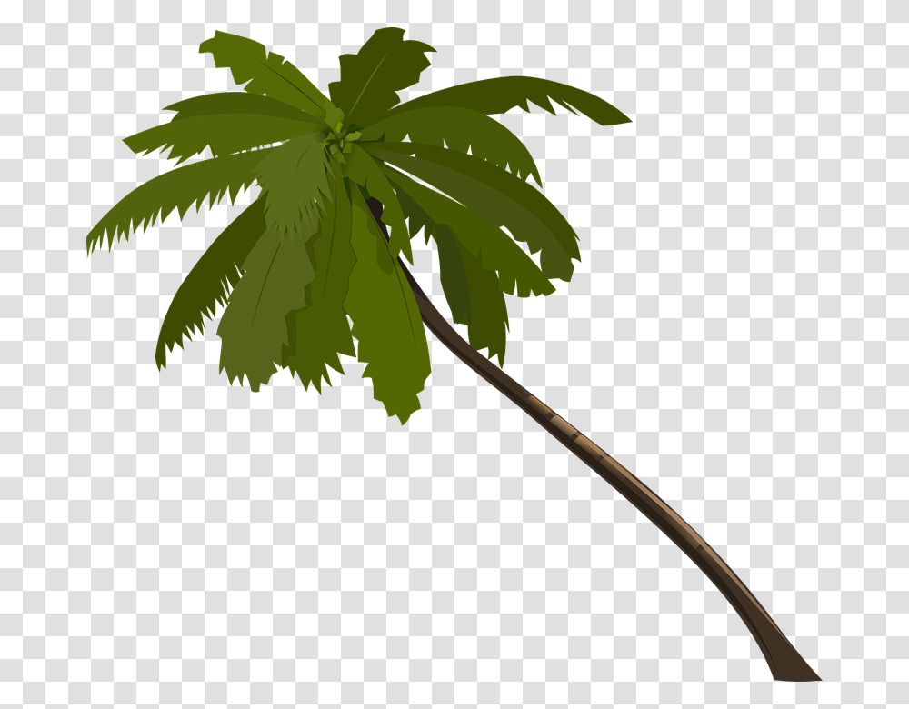 Trunk Palm Tree Clipart Explore Pictures, Plant, Leaf, Flower, Blossom Transparent Png
