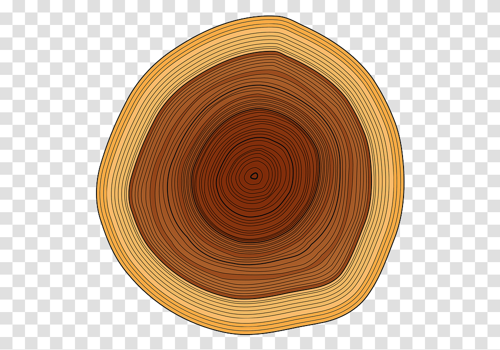 Trunk Tree Rings Wood Timber Circle, Lamp, Basket, Rug Transparent Png