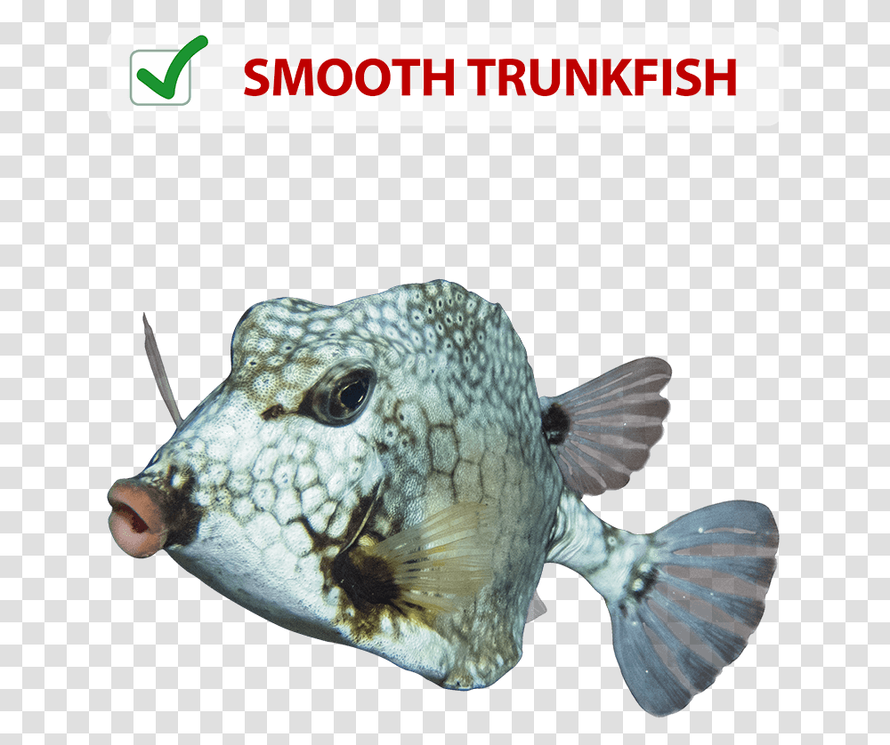 Trunkfish, Animal, Sea Life, Puffer, Word Transparent Png