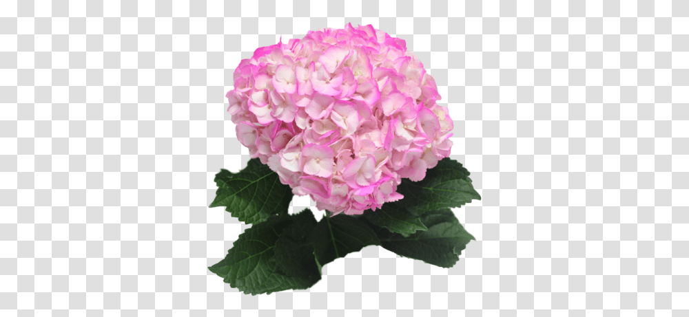 Trust • Service Solutions Hydrangea Serrata, Geranium, Flower, Plant, Blossom Transparent Png