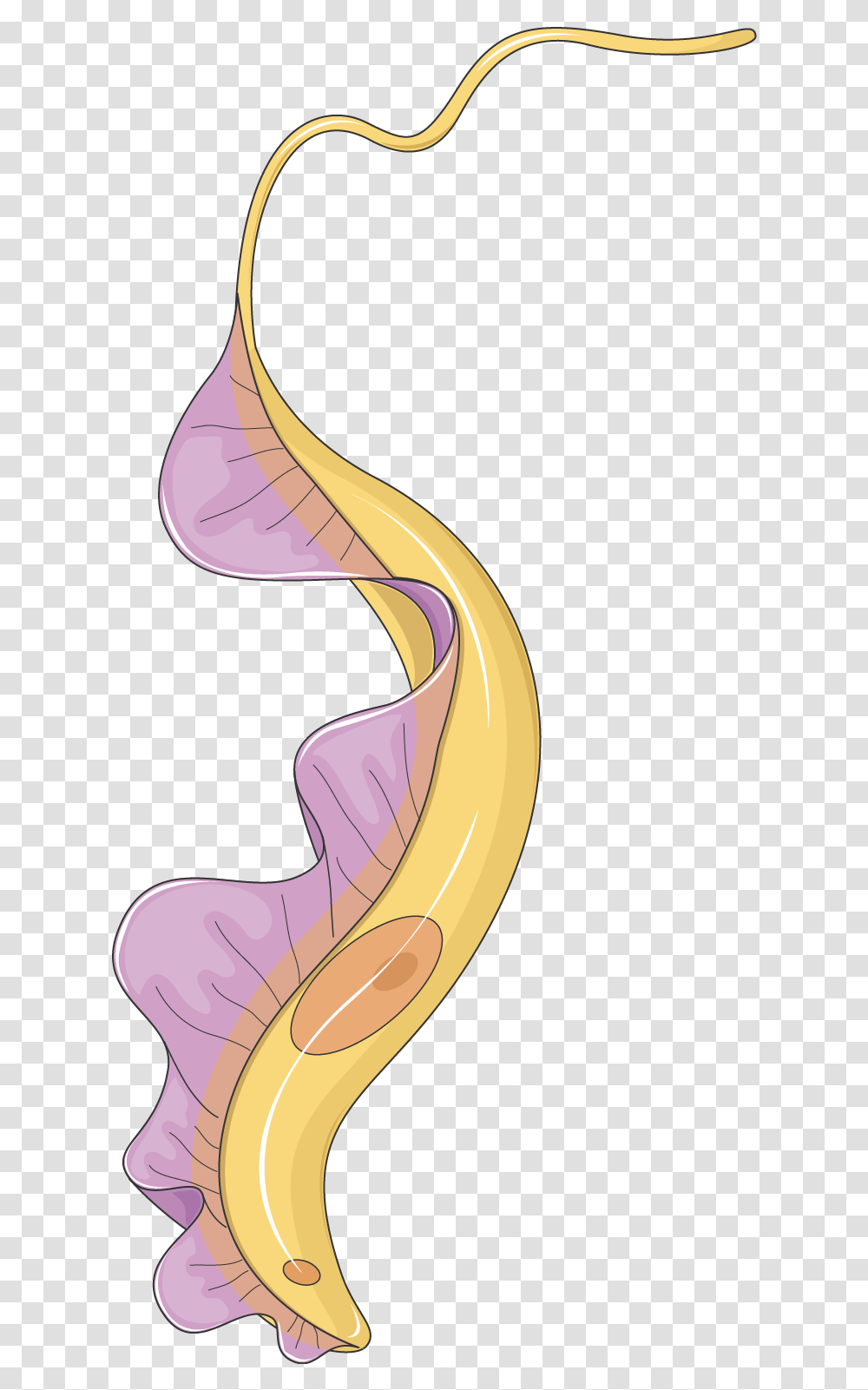 Trypanosome Servier Medical Art Trypanosoma, Ear Transparent Png