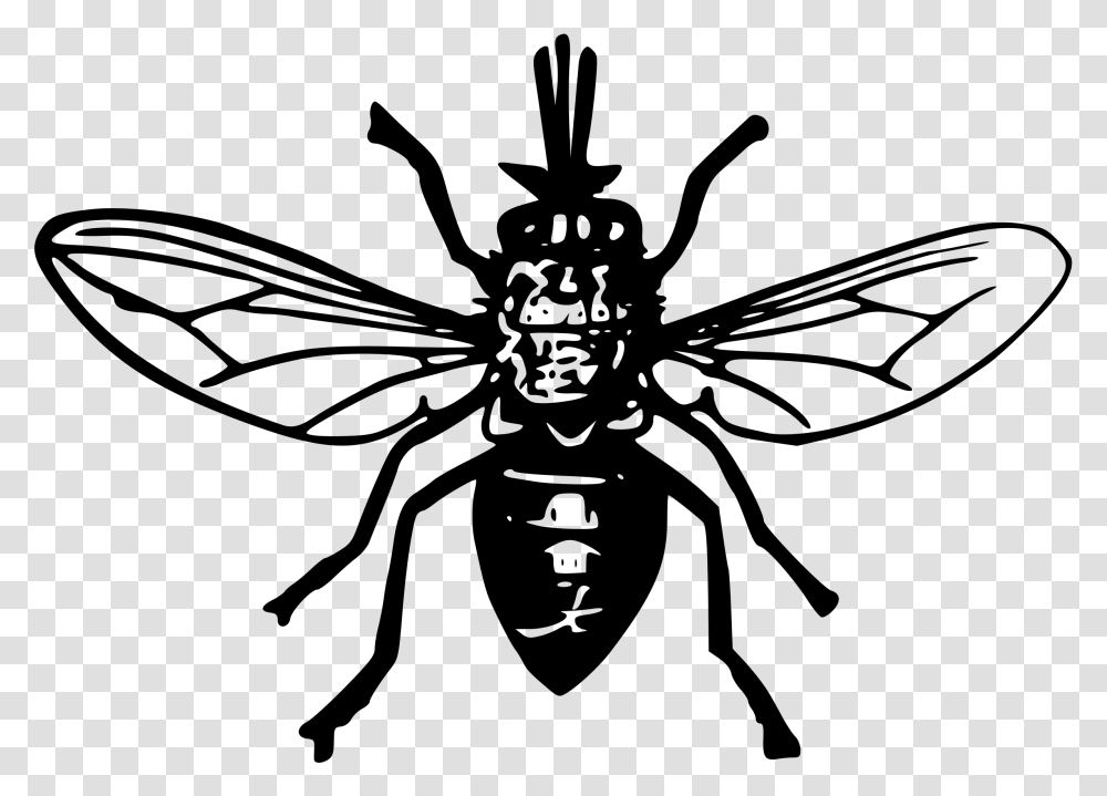 Tsetse Fly 2 Clip Arts Black Fly Clipart, Gray, World Of Warcraft Transparent Png