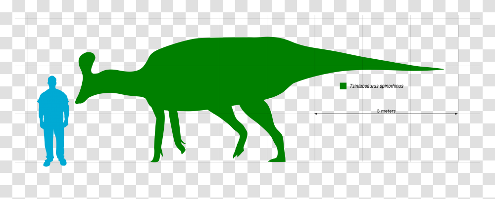 Tsintaosaurus Scale, Animal, Dinosaur, Reptile, Person Transparent Png