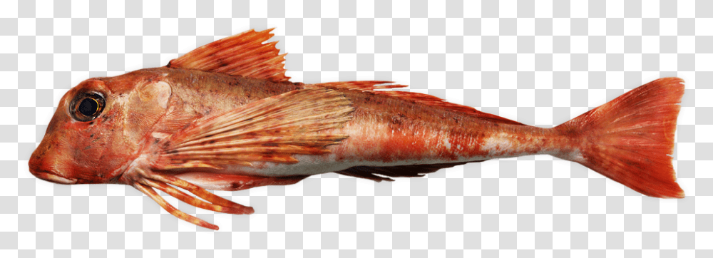 Tub Gurnard Cabezon Fish, Animal, Aquatic, Water, Perch Transparent Png