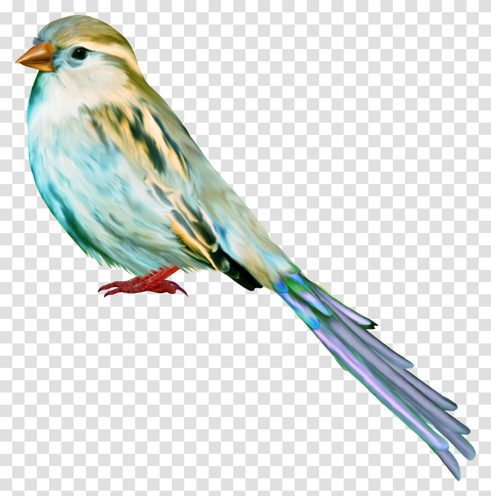 Tube Birds Los Tipitos Art Craft Art Kunst Bird, Animal, Canary, Finch Transparent Png