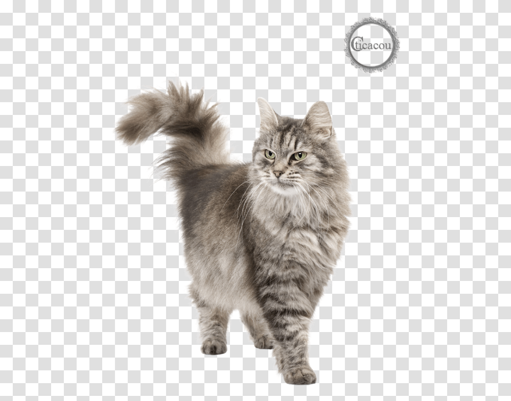 Tube Chat Cat White Background Hd, Angora, Pet, Mammal, Animal Transparent Png