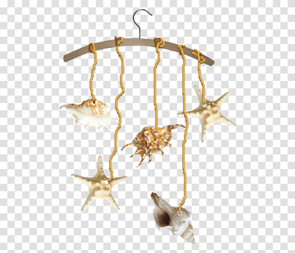 Tube Coquillages Mer Plage, Sea Life, Animal, Invertebrate, Jewelry Transparent Png