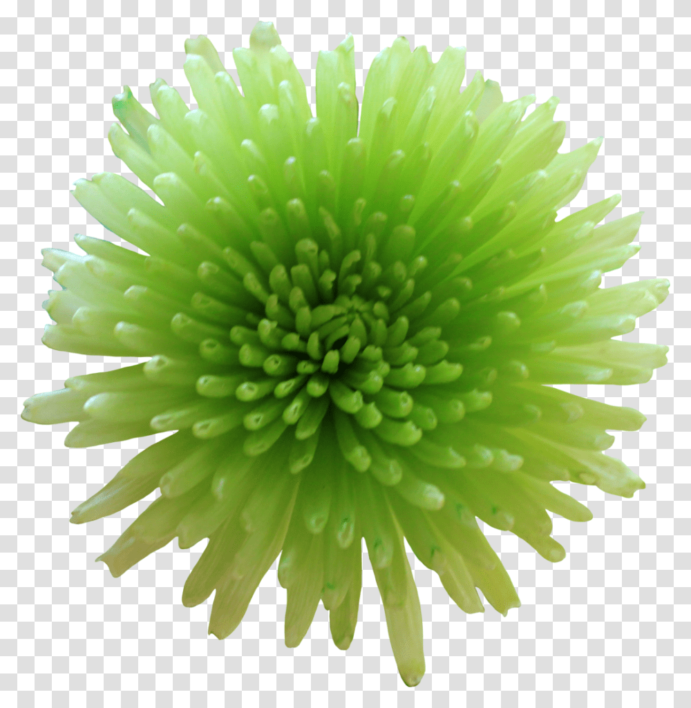 Tube Flower By Thy, Plant, Ornament, Pollen, Green Transparent Png