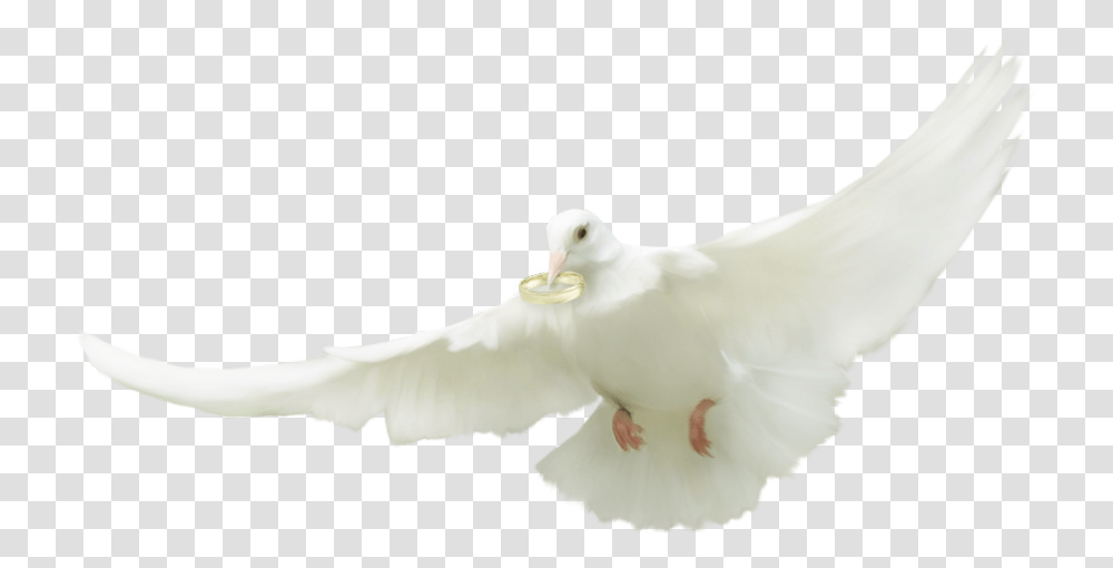 Tube Mariage European Herring Gull, Dove, Pigeon, Bird, Animal Transparent Png