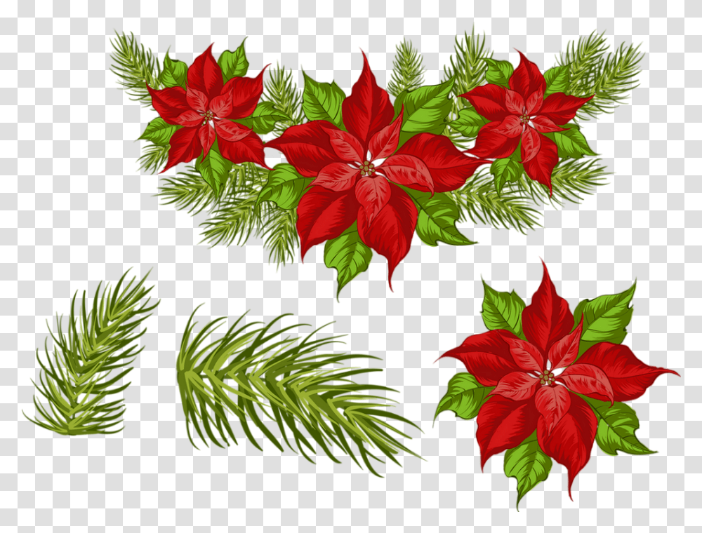 Tube Nol Poinsettia Christmas Flower Poinsettia, Graphics, Art, Floral Design, Pattern Transparent Png