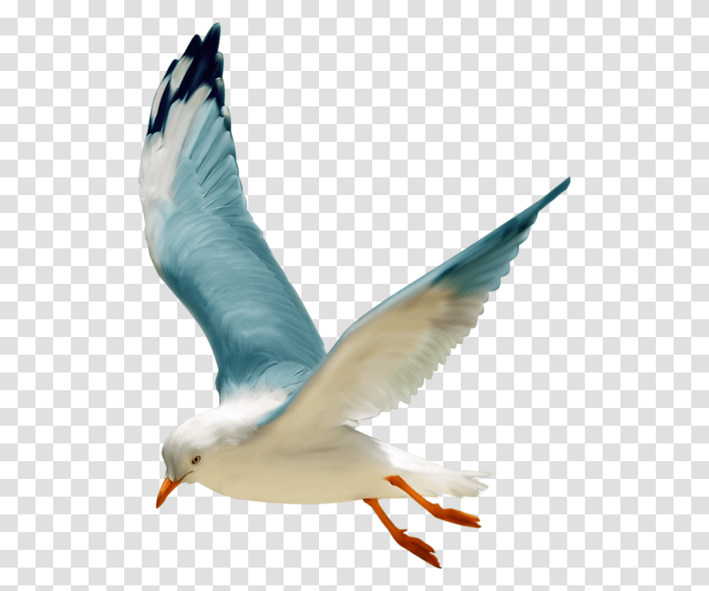 Tube Oiseau Mer, Bird, Animal, Seagull, Flying Transparent Png