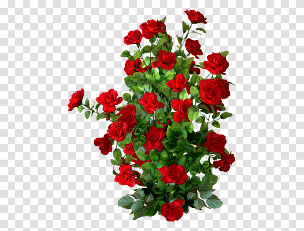 Tube Roses Rouges Fleur Rose Bush Background, Plant, Geranium, Flower, Blossom Transparent Png