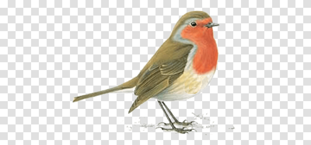 Tube Rouge Gorge Oiseau Robin Red Breast Uk, Bird, Animal, Finch, Canary Transparent Png