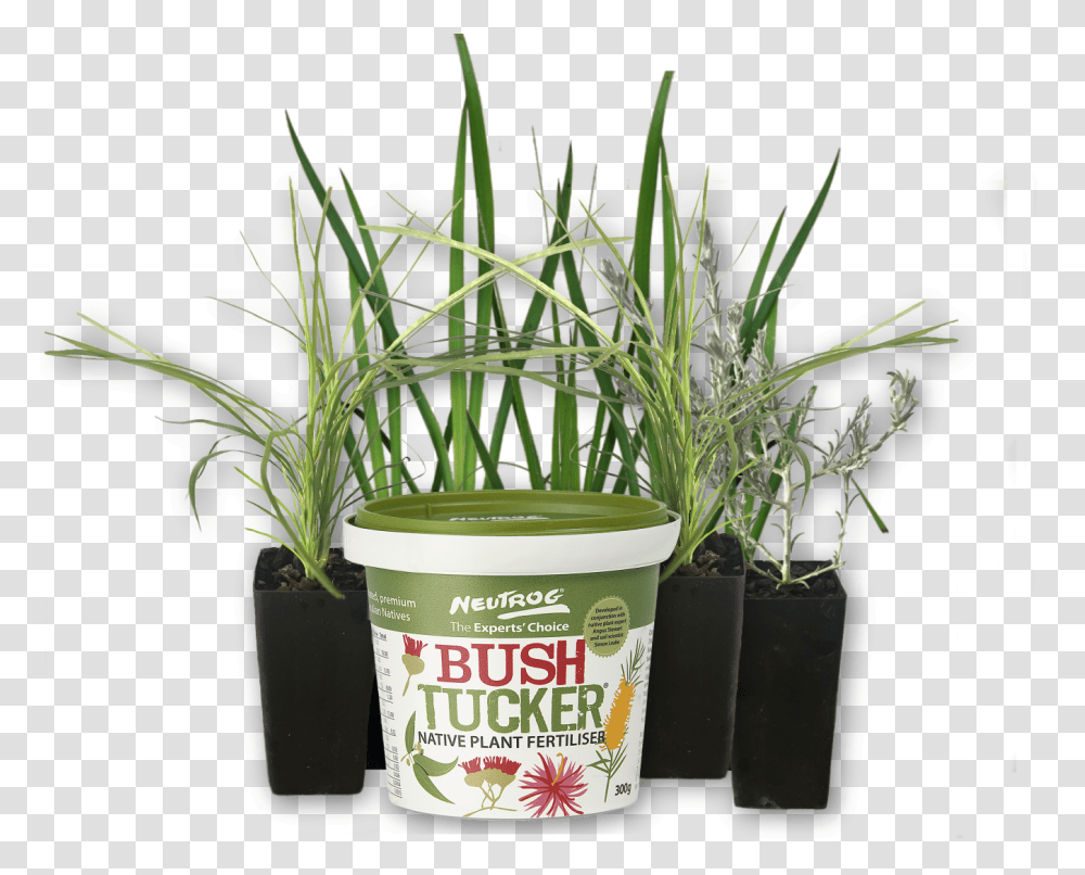 Tube Sized Australian Plants Online Sales Neutrog Bush Sweet Grass, Aloe, Potted Plant, Vase, Jar Transparent Png