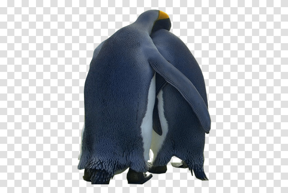 Tubes Animaux Penguin Love, King Penguin, Bird, Animal, Person Transparent Png