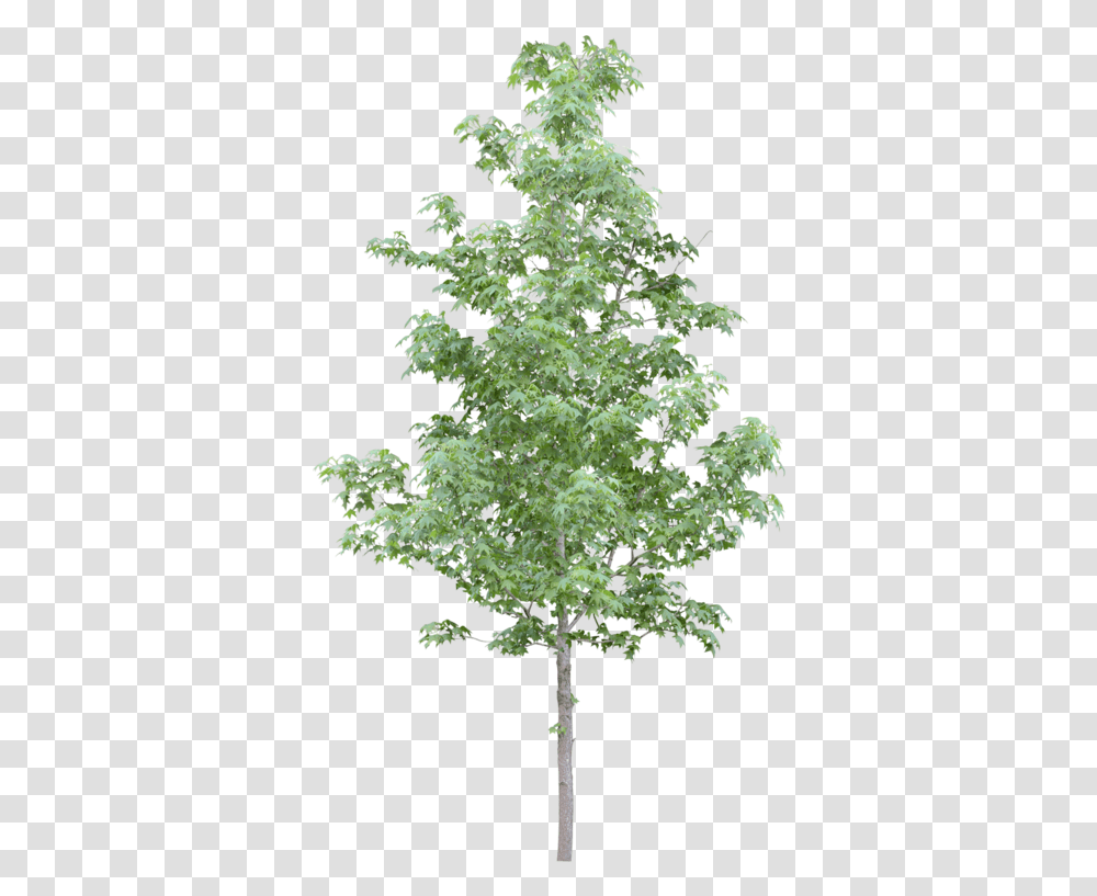 Tubes Arbres Et Verdures Trees Photoshop Tree Photoshop, Plant, Pottery, Pine, Jar Transparent Png