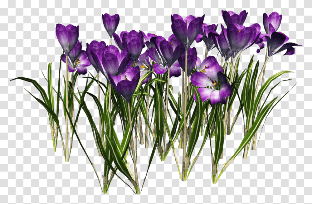 Tubes Barrinhas, Plant, Flower, Blossom, Crocus Transparent Png