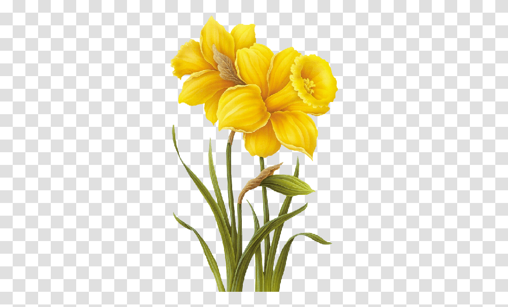 Tubes De Flores Daffodils Flowers, Plant, Blossom, Petal, Amaryllidaceae Transparent Png
