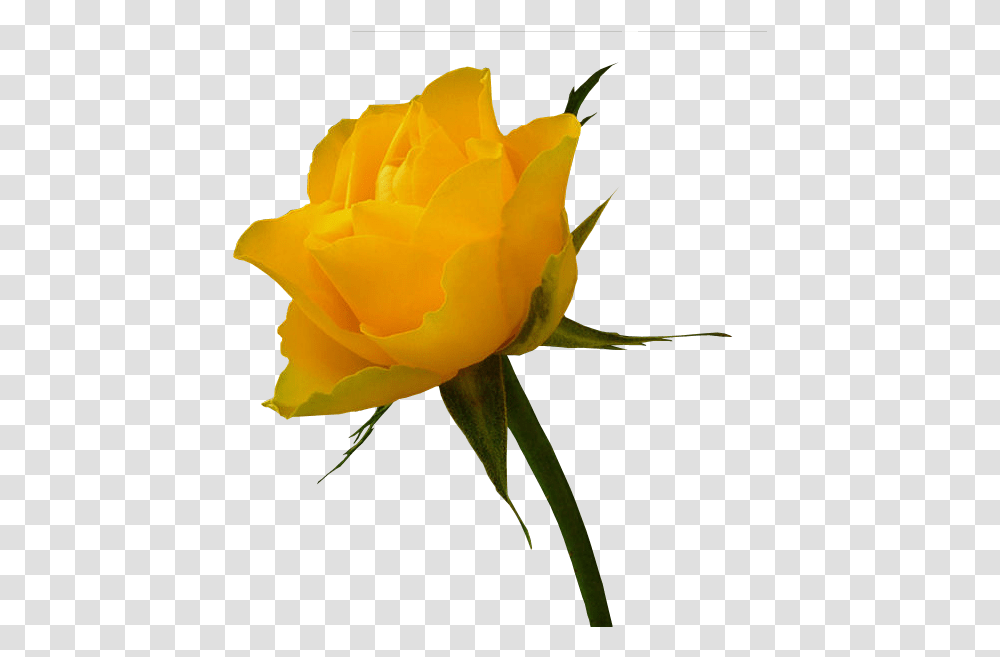Tubes Fleurs Yellow Rose Bouquet Yellow Roses White Flowers Yellow Hd, Plant, Blossom, Petal Transparent Png