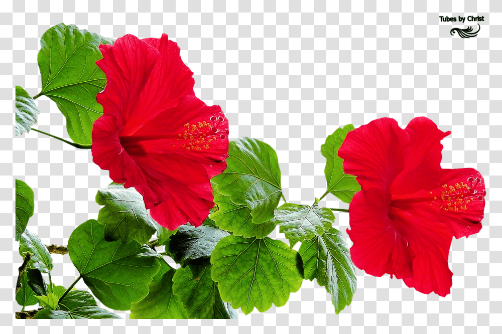 Tubes Psp Fleur Rouge, Plant, Hibiscus, Flower, Blossom Transparent Png