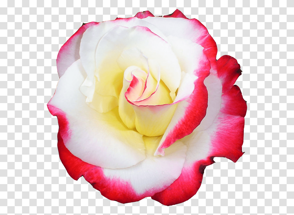 Tubes Rose, Flower, Plant, Blossom, Petal Transparent Png