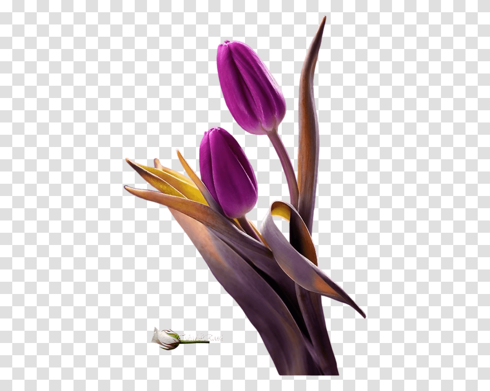 Tubes Tulip, Plant, Flower, Blossom, Petal Transparent Png