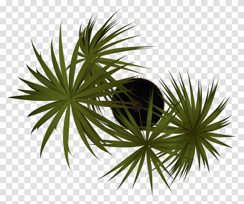 Tubos De Imagen Vegetacion En Planta, Vegetation, Palm Tree, Arecaceae, Flower Transparent Png