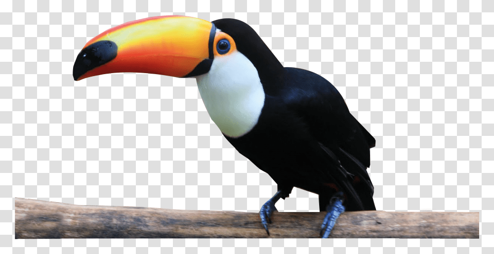 Tucan Antiqua Tucan, Bird, Animal, Beak, Toucan Transparent Png