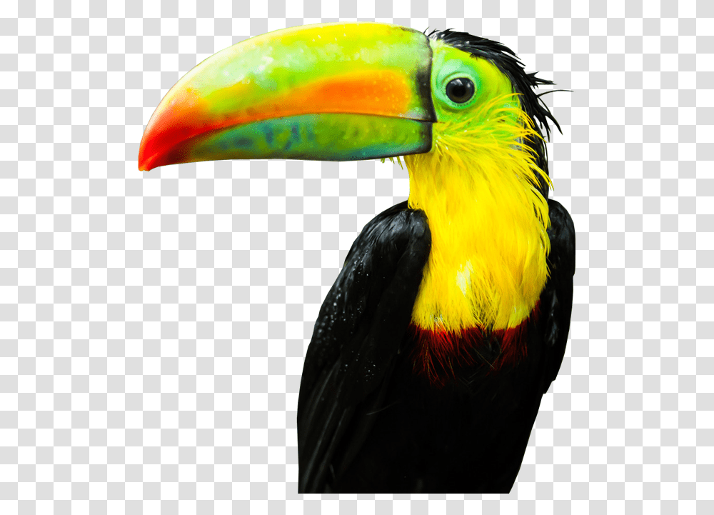 Tucan, Bird, Animal, Beak, Toucan Transparent Png