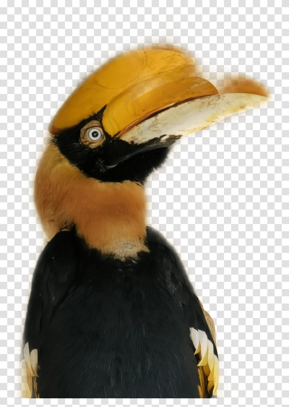 Tucan Bird Hornbill, Beak, Animal, Toucan Transparent Png