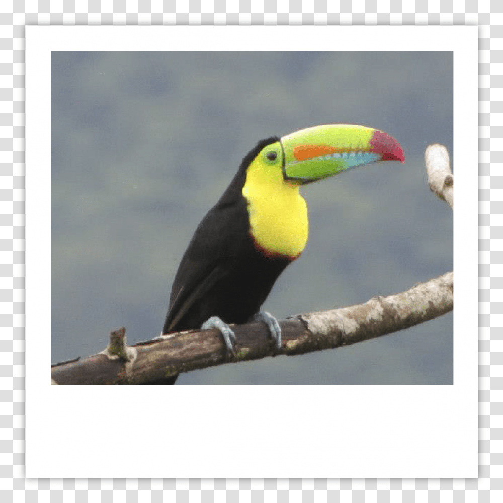Tucan Img Toucan, Bird, Animal, Beak Transparent Png